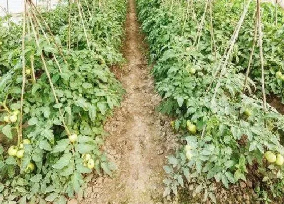 植物常识问题|大棚西红柿蘸花的最佳温度（番茄蘸花用药注意事项）