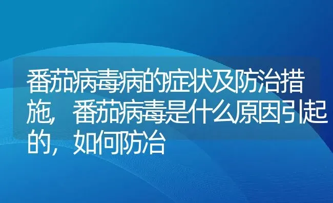 番茄病毒病的症状及防治措施,番茄病毒是什么原因引起的，如何防冶 | 养殖常见问题