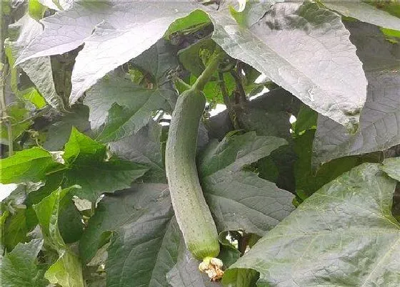 植物常识问题|丝瓜生长周期  丝瓜的种植时间和方法