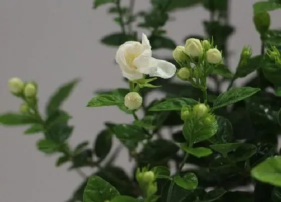 植物常识问题|如何解决茉莉花生长慢的问题