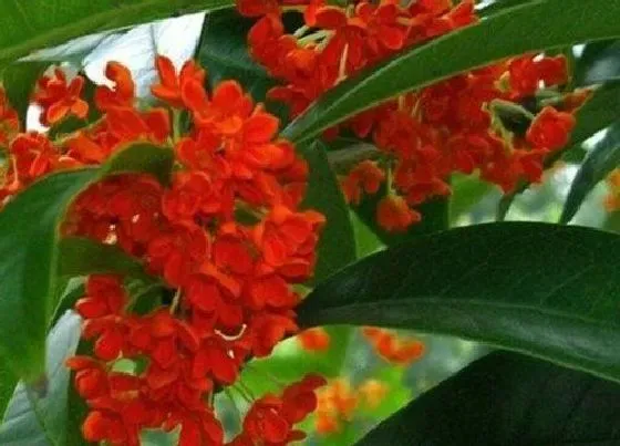 植物常识问题|桂花在什么季节开放 有几个品种