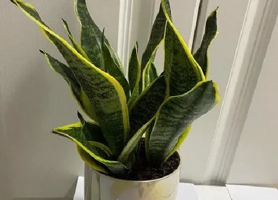 植物常识问题|虎皮兰不生小芽叶片发软怎么办  如何养护处理