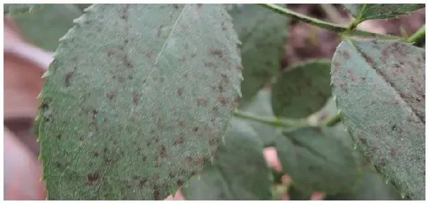 月季花黑斑病用什么药 | 三农答疑