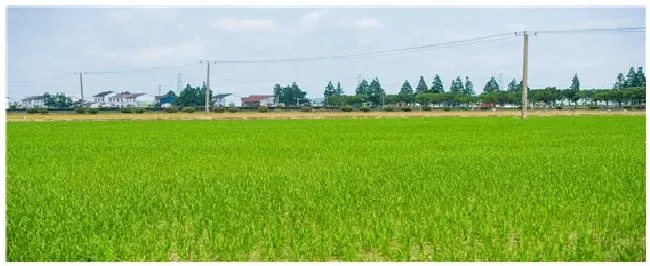 水稗草用什么除草剂 | 三农答疑