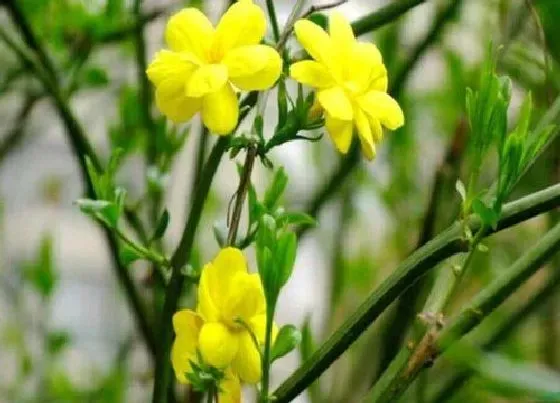 植物常识问题|迎春花怎么养护才能开出鲜艳的花朵来