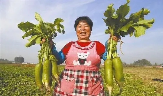 植物常识问题|简述萝卜产生空心原因和防止对策（空心现象由什么引起）