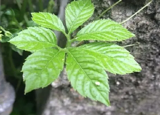 植物常识问题|绞股蓝长什么样子图片（有什么功效，生长在什么地方）