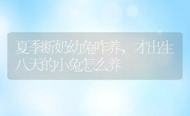 夏季断奶幼兔咋养,才出生八天的小兔怎么养 | 养殖常见问题