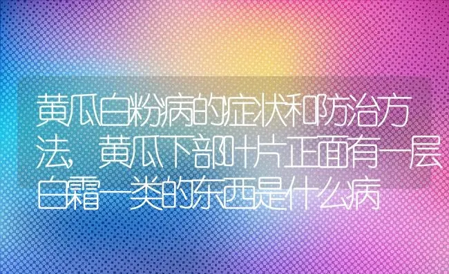 黄瓜白粉病的症状和防治方法,黄瓜下部叶片正面有一层白霜一类的东西是什么病 | 养殖常见问题