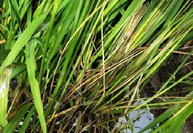 植物常识问题|水稻早衰有哪些症状表现（水稻后期早衰的因及解决办法）