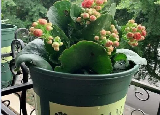 植物常识问题|长寿花适合什么土壤生长