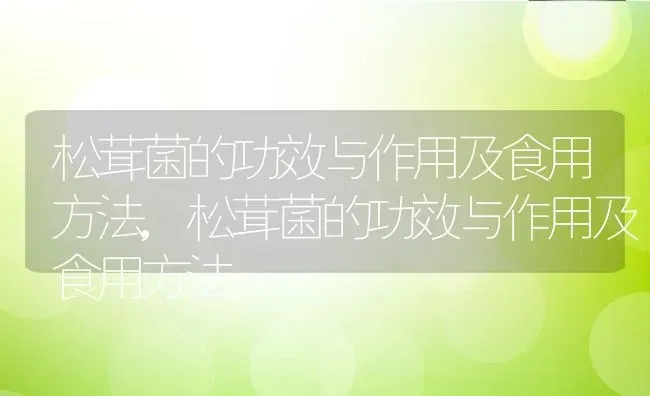 松茸菌的功效与作用及食用方法,松茸菌的功效与作用及食用方法 | 养殖常见问题