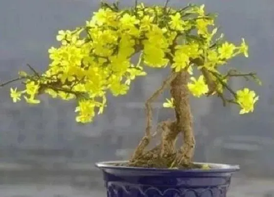 植物常识问题|迎春花怎么养护才能开出鲜艳的花朵来