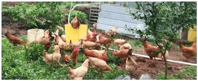 纯种原鸡多少钱一只 | 农业答疑