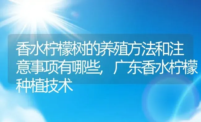 香水柠檬树的养殖方法和注意事项有哪些,广东香水柠檬种植技术 | 养殖常见问题