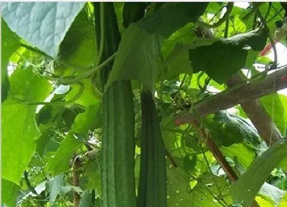 植物常识问题|丝瓜生长周期  丝瓜的种植时间和方法