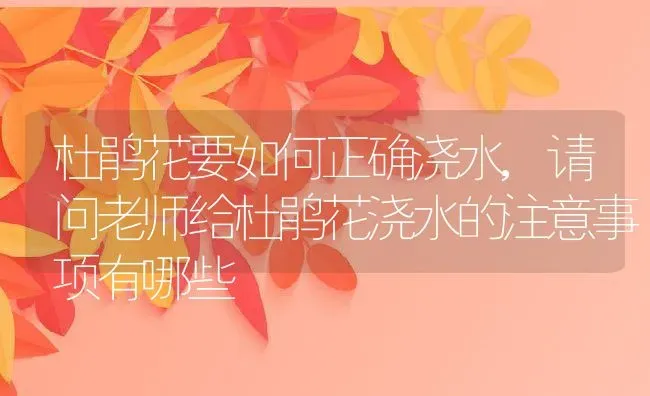 杜鹃花要如何正确浇水,请问老师给杜鹃花浇水的注意事项有哪些 | 养殖常见问题