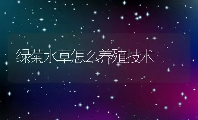 绿菊水草怎么养殖技术 | 养殖常见问题