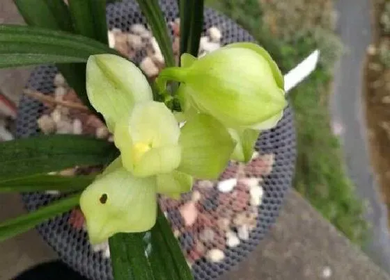 植物常识问题|建兰十大勤花品种排行榜 哪个品种勤开花最美