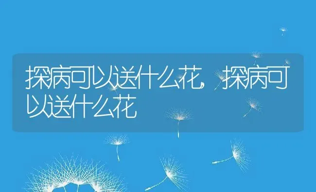 探病可以送什么花,探病可以送什么花 | 养殖常见问题