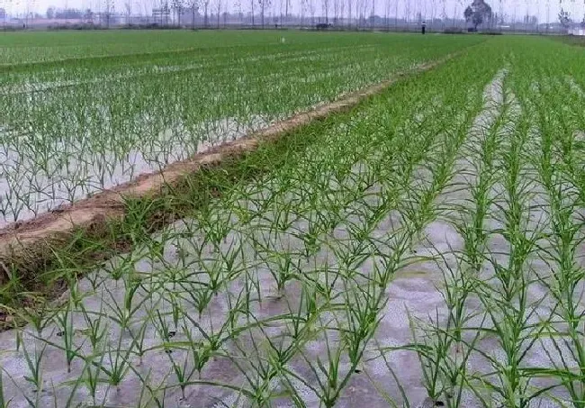 植物常识问题|种大蒜的浇水和施肥管理技（水肥需要怎么管理才高产）