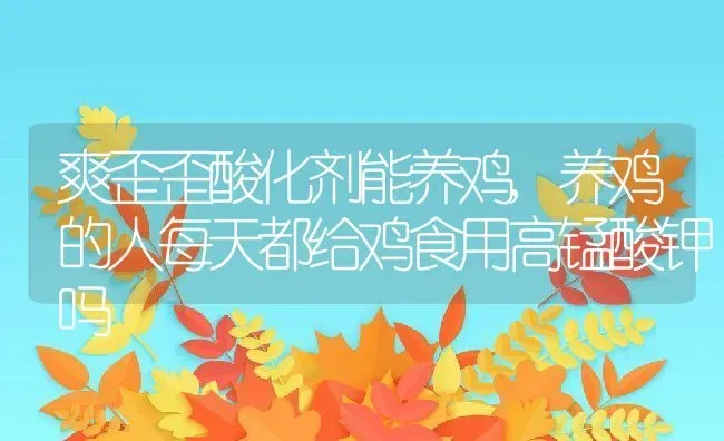 爽歪歪酸化剂能养鸡,养鸡的人每天都给鸡食用高锰酸钾吗 | 养殖常见问题