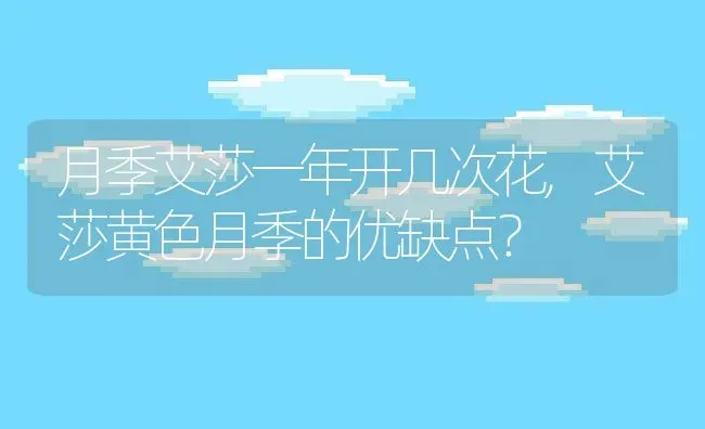 月季艾莎一年开几次花,艾莎黄色月季的优缺点？ | 养殖常见问题