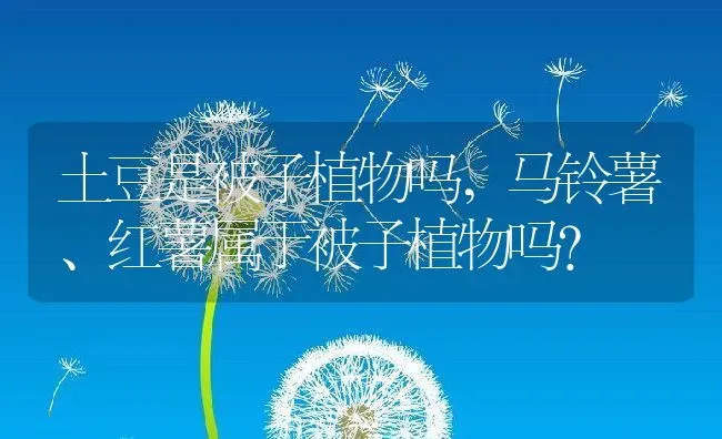 土豆是被子植物吗,马铃薯、红薯属于被子植物吗？ | 养殖常见问题