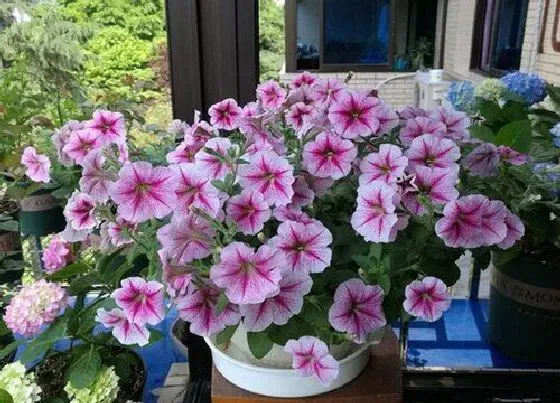 植物常识问题|春冬季节如何给花卉做护理