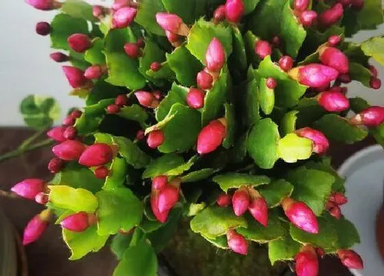 植物常识问题|夏季养护蟹爪兰一定要做好的三防工作