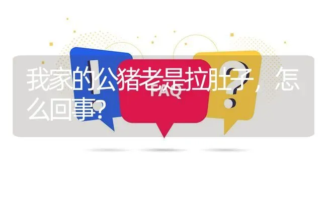 我家的公猪老是拉肚子,怎么回事? | 养殖问题解答