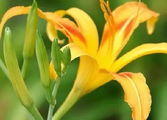 植物常识问题|萱草和黄花菜的区别