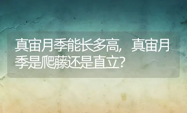 真宙月季能长多高,真宙月季是爬藤还是直立？ | 养殖常见问题