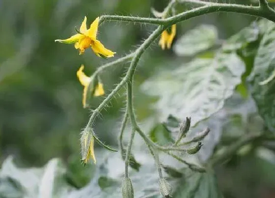 植物常识问题|大棚西红柿蘸花的最佳温度（番茄蘸花用药注意事项）