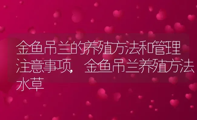 金鱼吊兰的养殖方法和管理注意事项,金鱼吊兰养殖方法水草 | 养殖常见问题