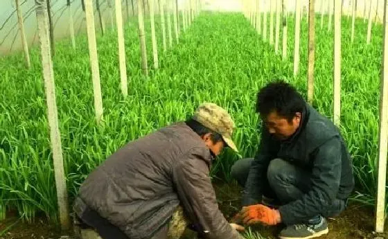 植物常识问题|大棚韭菜灰霉病的防治方法（韭菜灰霉病用什么药防治）