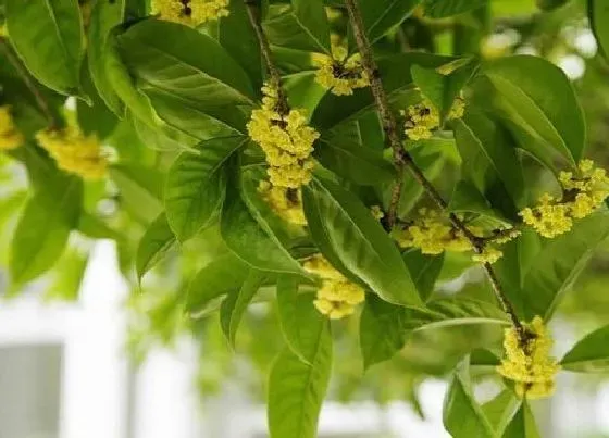 植物常识问题|桂花在什么季节开放 有几个品种