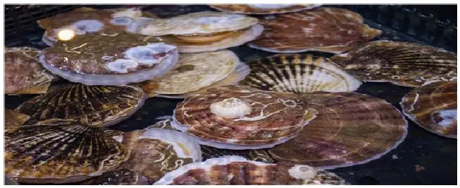 扇贝怎么清洗 | 三农答疑