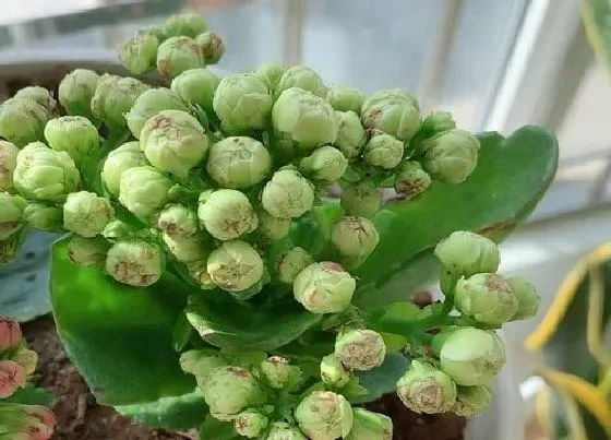 植物常识问题|长寿花适合什么土壤生长