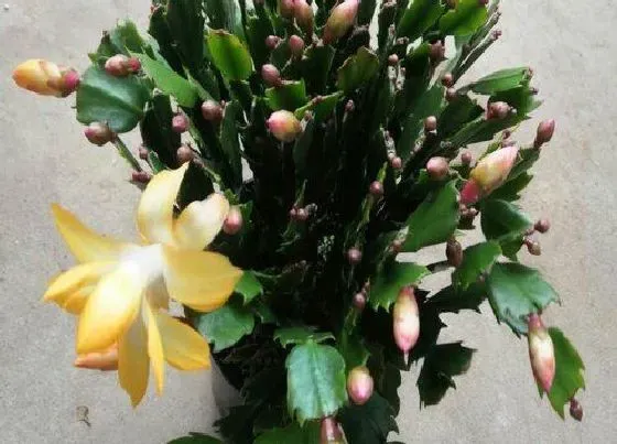 植物常识问题|蟹爪兰节茎为何轻轻一碰就掉