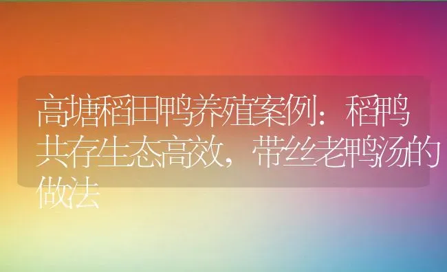 高塘稻田鸭养殖案例:稻鸭共存生态高效,带丝老鸭汤的做法 | 养殖常见问题