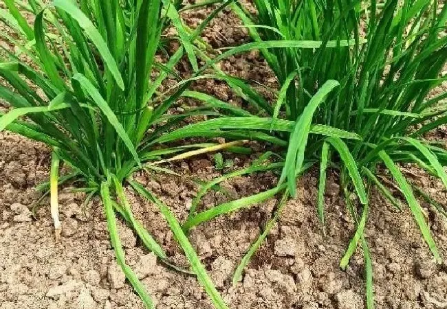 植物常识问题|五月六月烂韭菜的说法（夏天韭菜为什么不长）