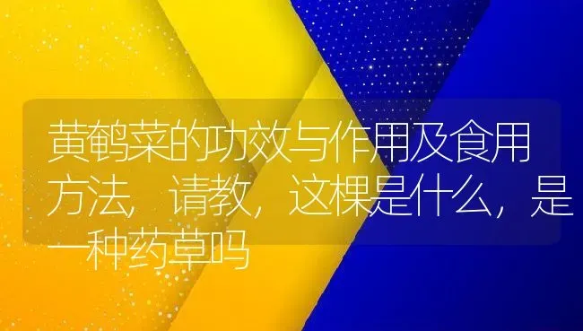 黄鹌菜的功效与作用及食用方法,请教，这棵是什么，是一种药草吗 | 养殖常见问题