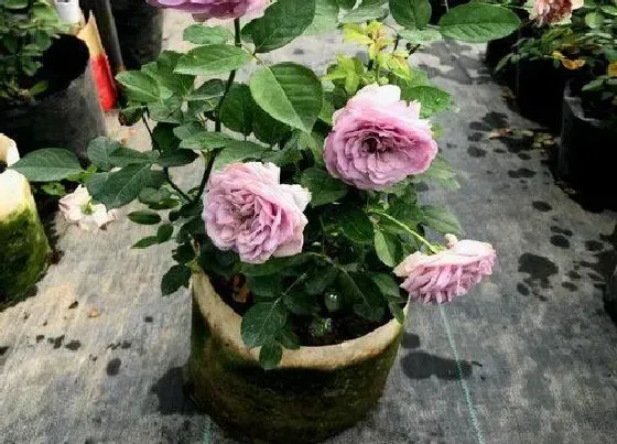 植物常识问题|用什么品种嫁接树月季最好（月季花嫁接在什么砧木上）