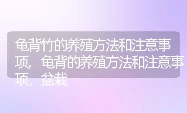 龟背竹的养殖方法和注意事项,龟背的养殖方法和注意事项，盆栽 | 养殖常见问题