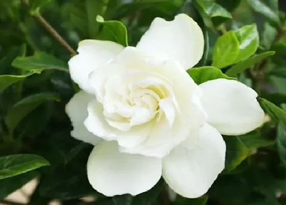 植物常识问题|应该怎么做才能养好栀子花