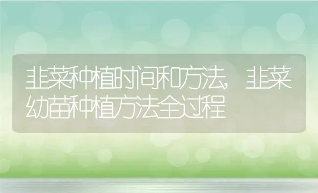 韭菜种植时间和方法,韭菜幼苗种植方法全过程 | 养殖常见问题
