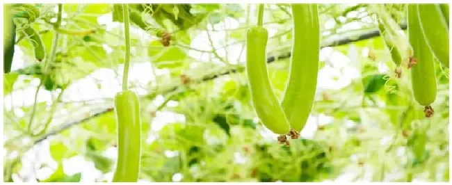 西葫芦最怕的农药 | 农业问题