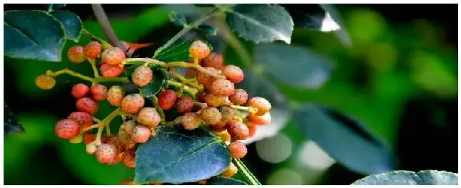 中国花椒种植注意事项 | 农业答疑