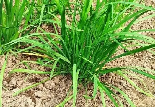 植物常识问题|五月六月烂韭菜的说法（夏天韭菜为什么不长）